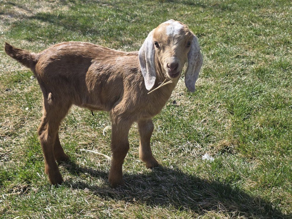 Nubian Buckling Bottle Baby