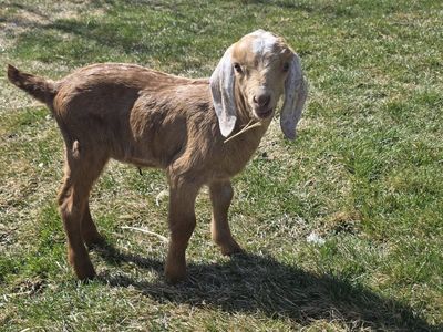 Nubian Buckling Bottle Baby