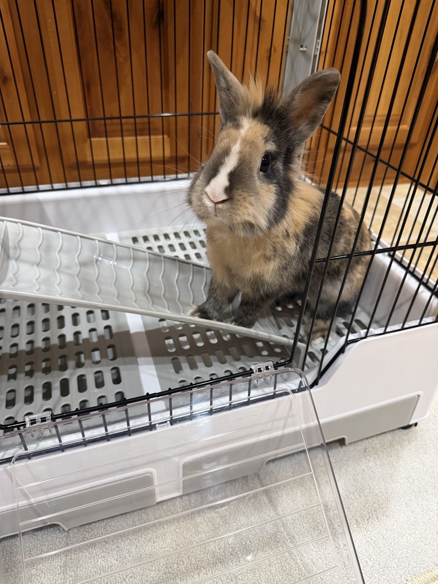 Netherland dwarf bunny and Cage