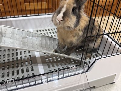 Netherland dwarf bunny and Cage