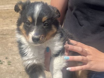 Cow bread puppies