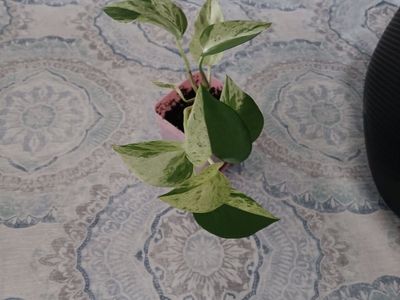 Marble Queen Pothos