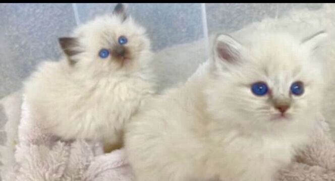 GORGEOUS SWEET RAGDOLLS!  STAY SMALL w/ BEST Playful Puppy Doglike temperaments (Sheds Less/Less allergenic)