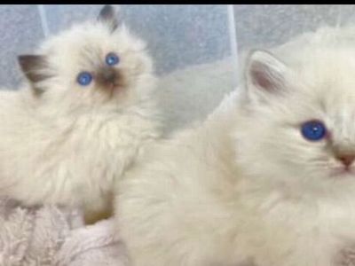 GORGEOUS SWEET RAGDOLLS! STAY SMALL w/ BEST Playful Puppy Doglike temperaments (Sheds Less/Less allergenic)