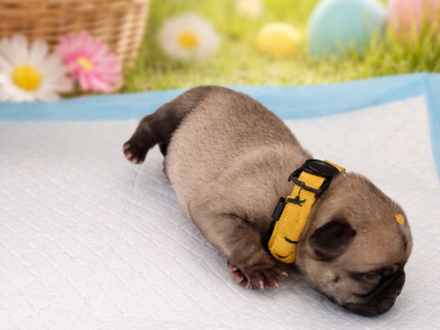 Family Raised Pug Puppies – ENS Early Training