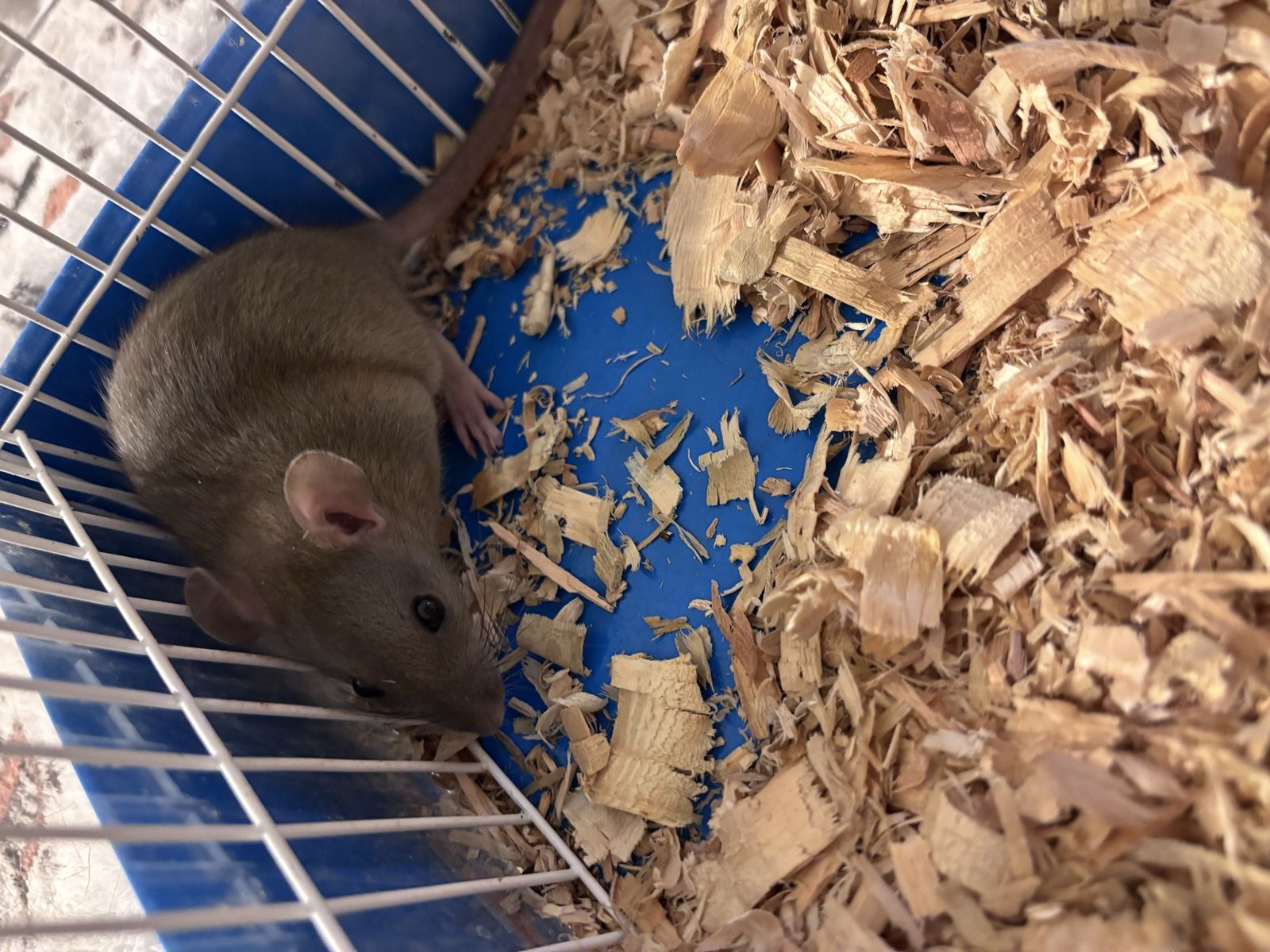 Rat trio