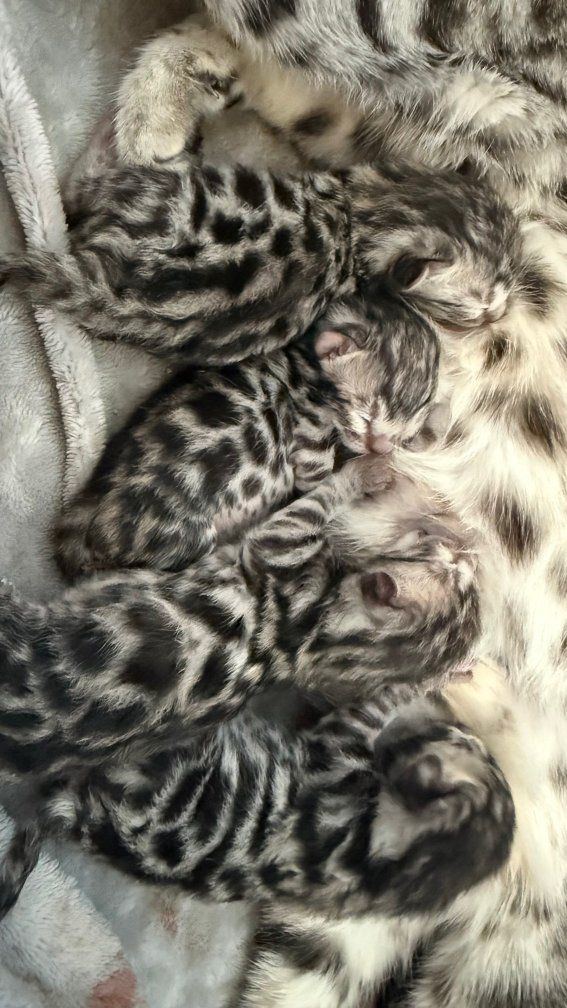 Elite Silver Charcoal Bengal Kittens | Hypoallergenic | TICA | 1 Year Health Guarantee