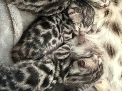 Elite Silver Charcoal Bengal Kittens | Hypoallergenic | TICA | 1 Year Health Guarantee