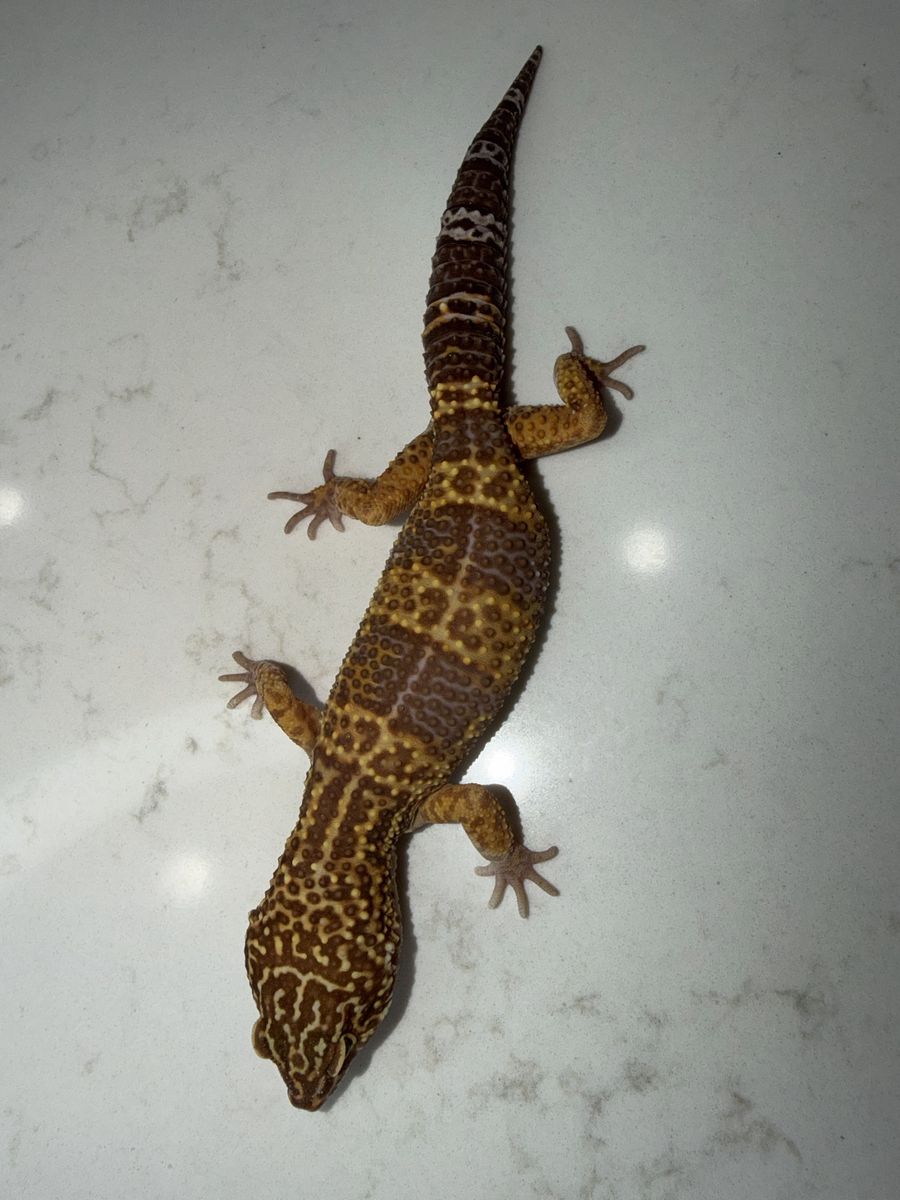 6 Leopard Geckos Pack
