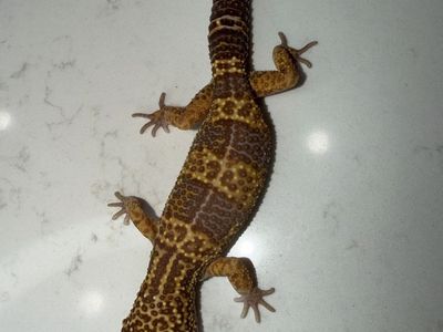 6 Leopard Geckos Pack