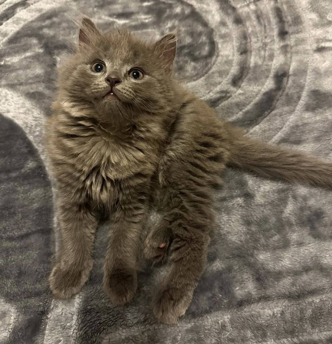 Russian Blue Mix Kitten Considered Hypoallergenic!