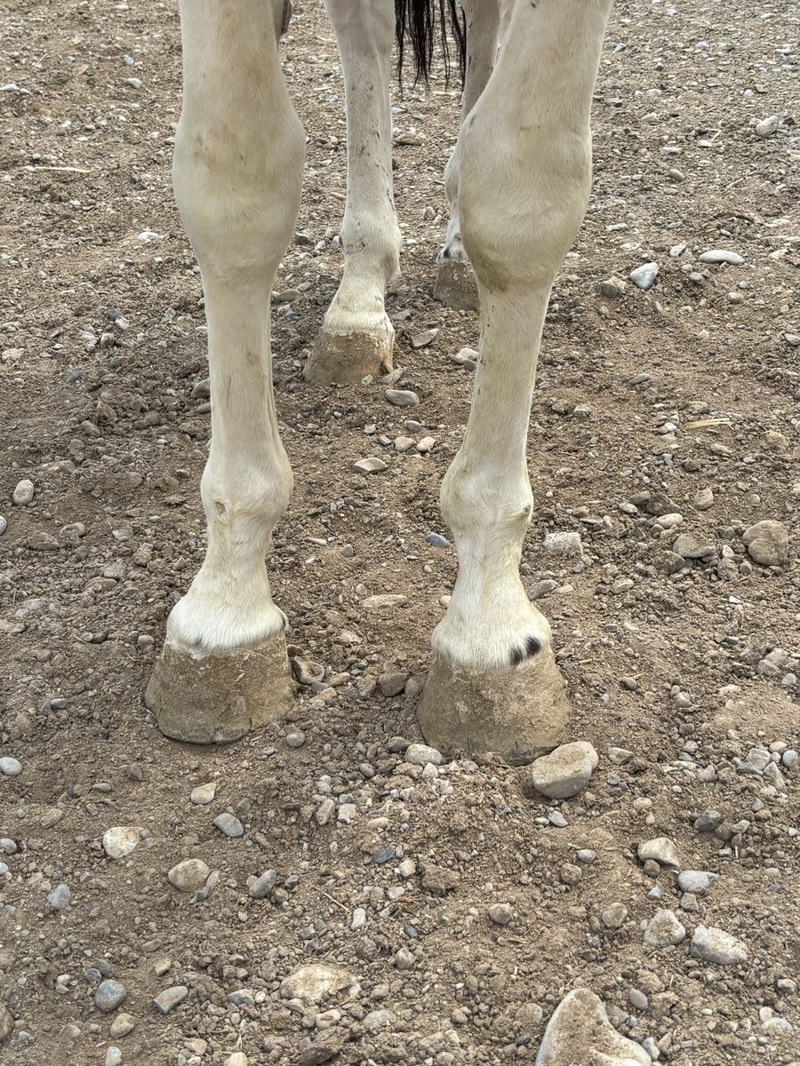 4 year old paint gelding