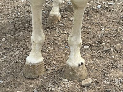 4 year old paint gelding