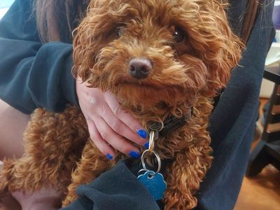 Toy Poodle Stud