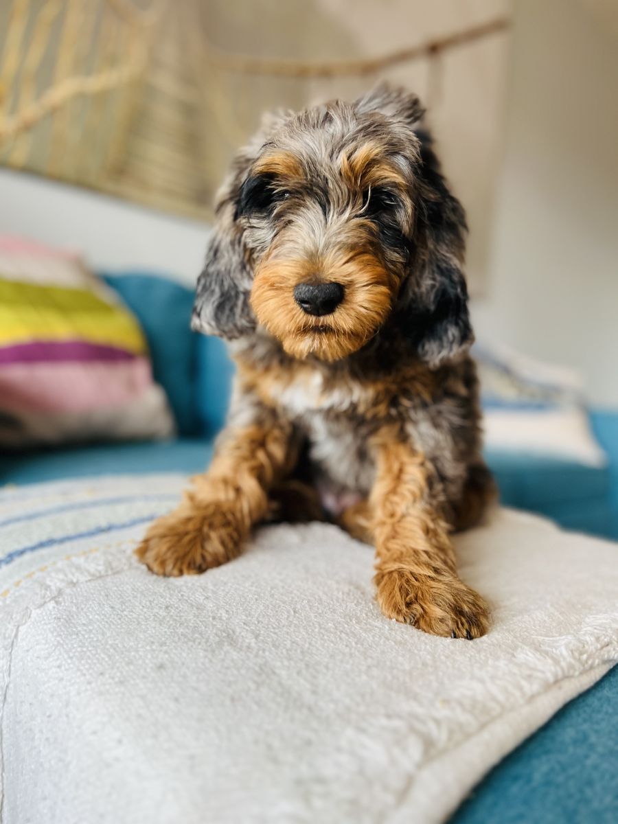 Bernedoodle puppies-ready for home!