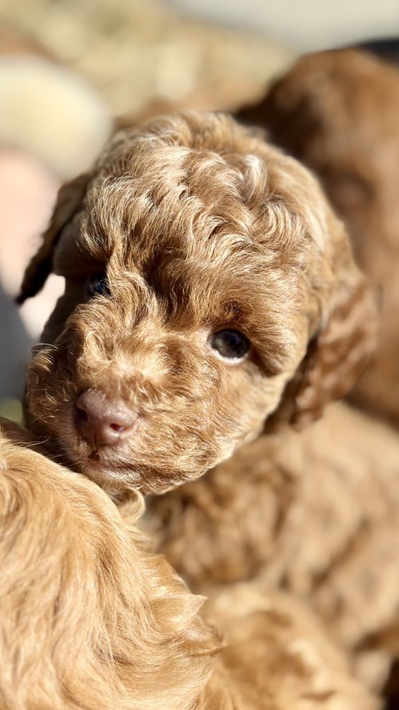 Beautiful poodle puppies for sale