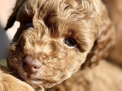 Beautiful poodle puppies for sale