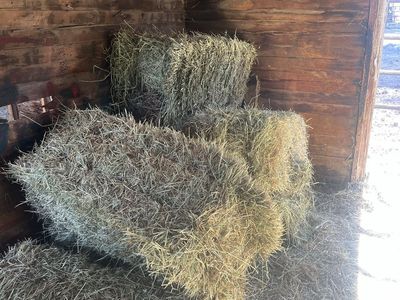 Hay