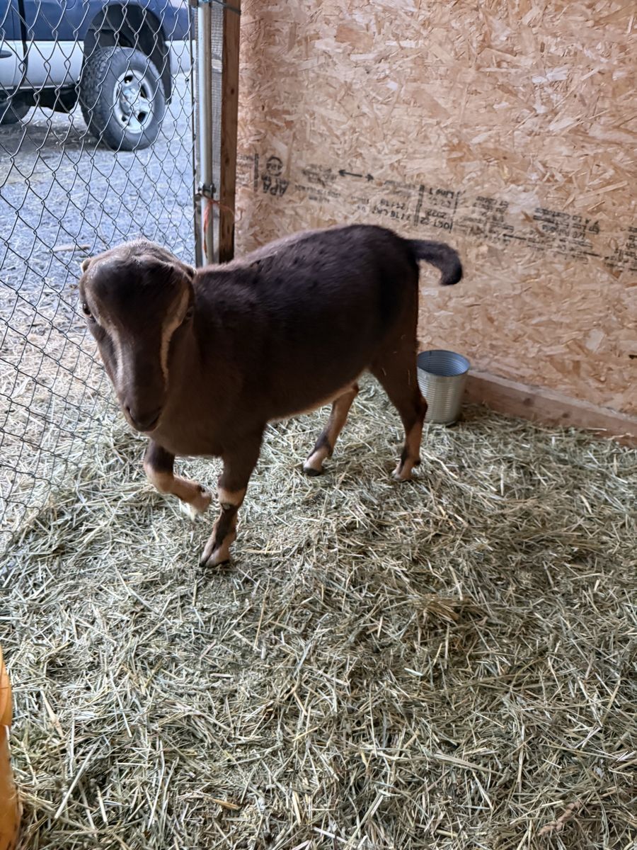 6 month old adga registrable Lamancha buckling