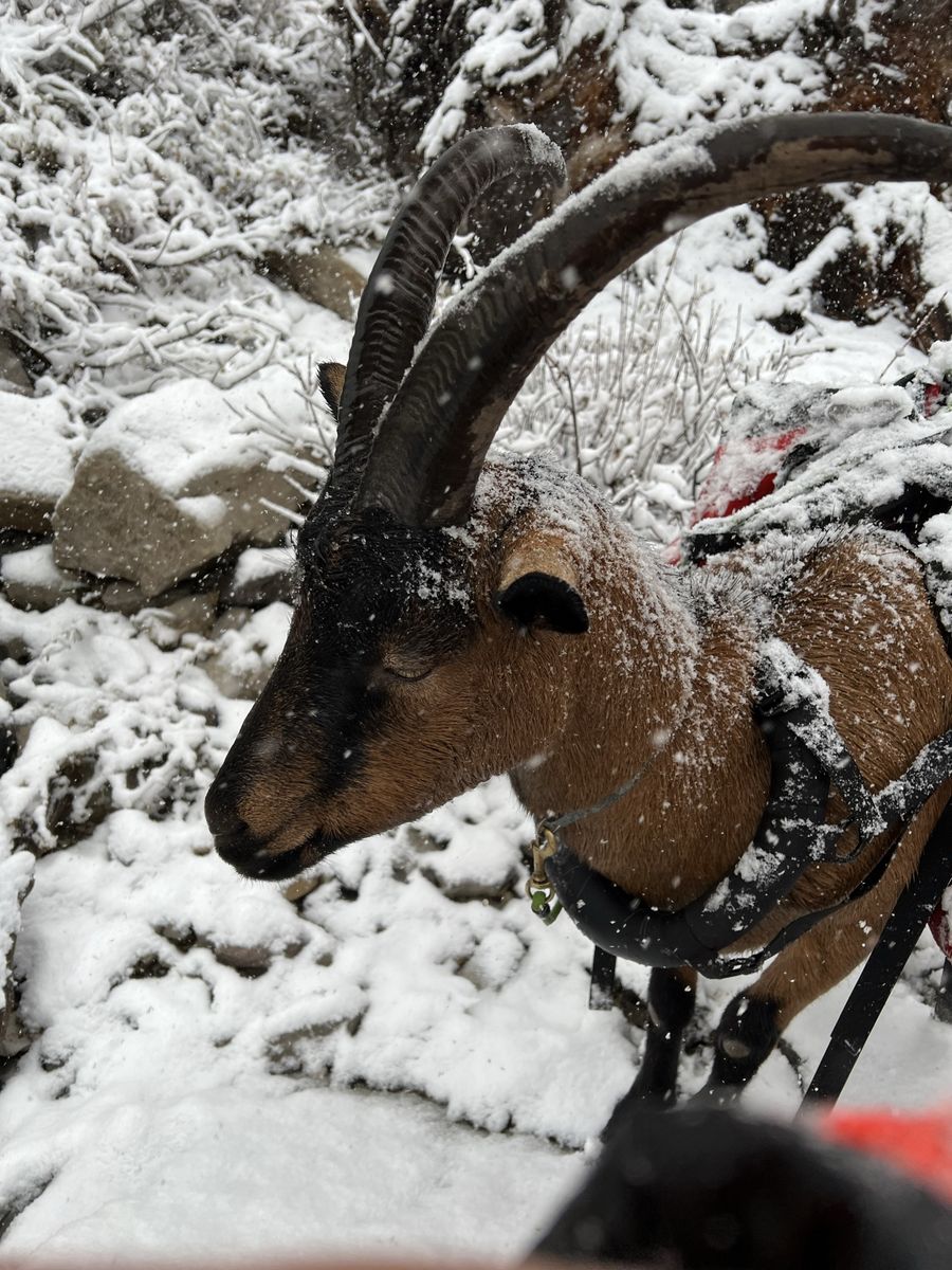 Experienced pack goats