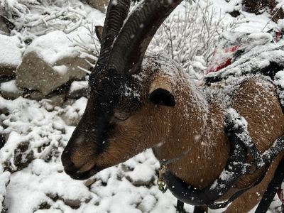 Experienced pack goats