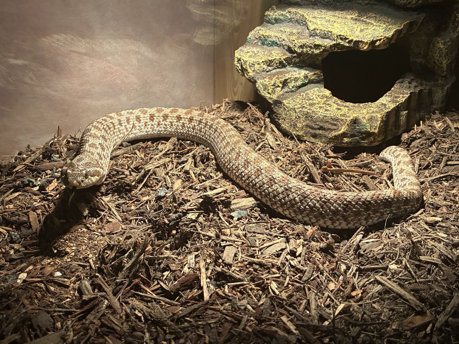 Female and Male Hognose Snakes