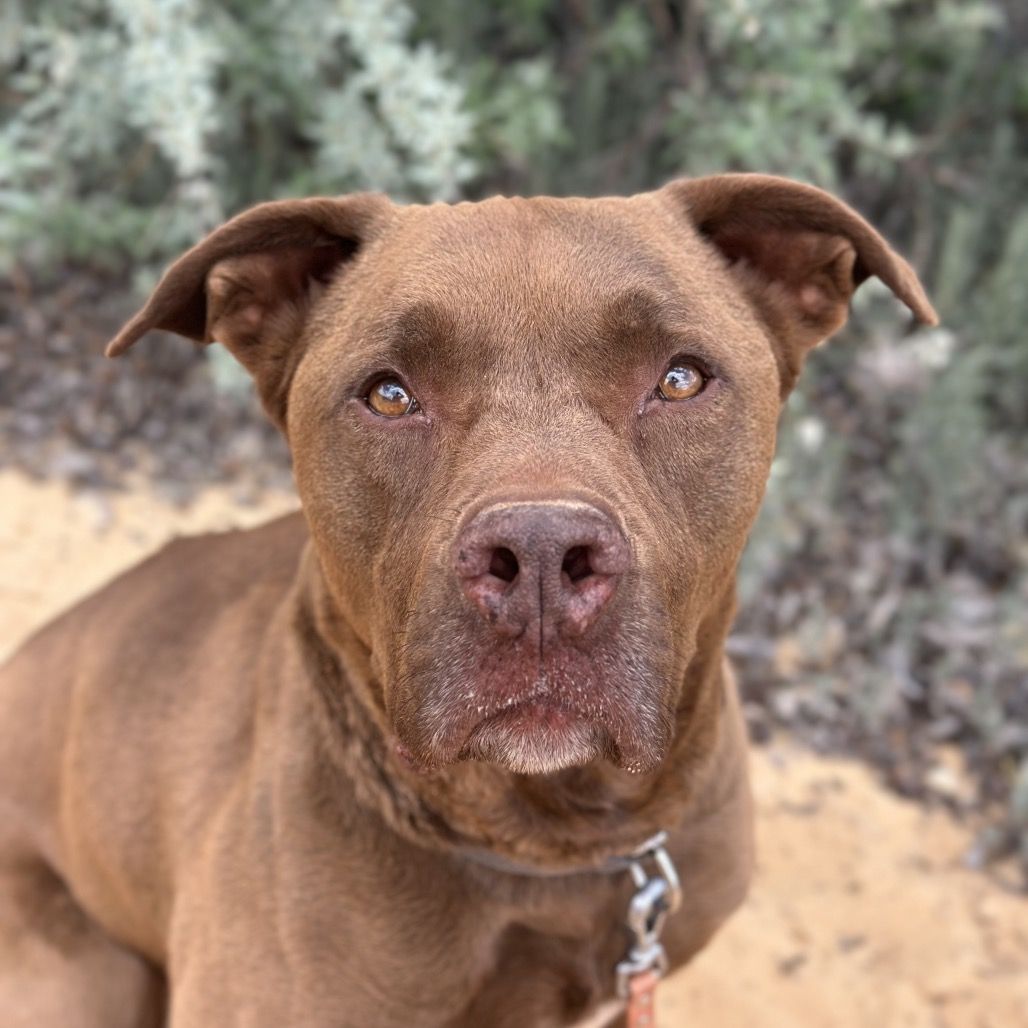 Hello my name is Scooby