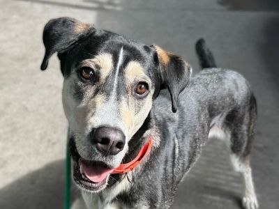 A154796 Luna is Available for Adoption!