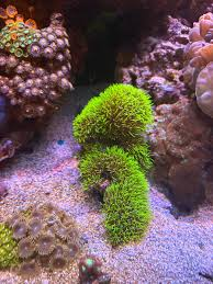 Live Saltwater Coral – Metallic Green Star Polyps (GSP) Frag | Easy Soft Coral