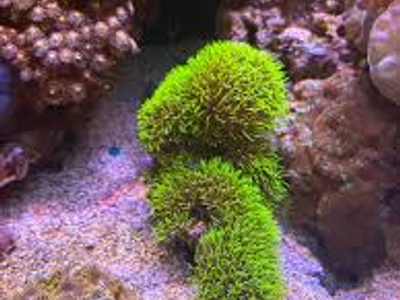 Live Saltwater Coral – Metallic Green Star Polyps (GSP) Frag | Easy Soft Coral