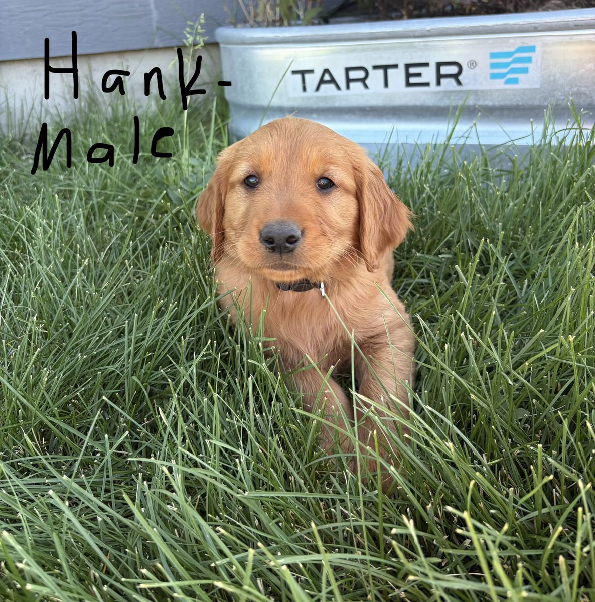 AKC Red Golden Retriever puppies
