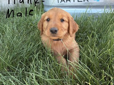 AKC Red Golden Retriever puppies