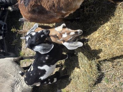 March baby's nubian goats