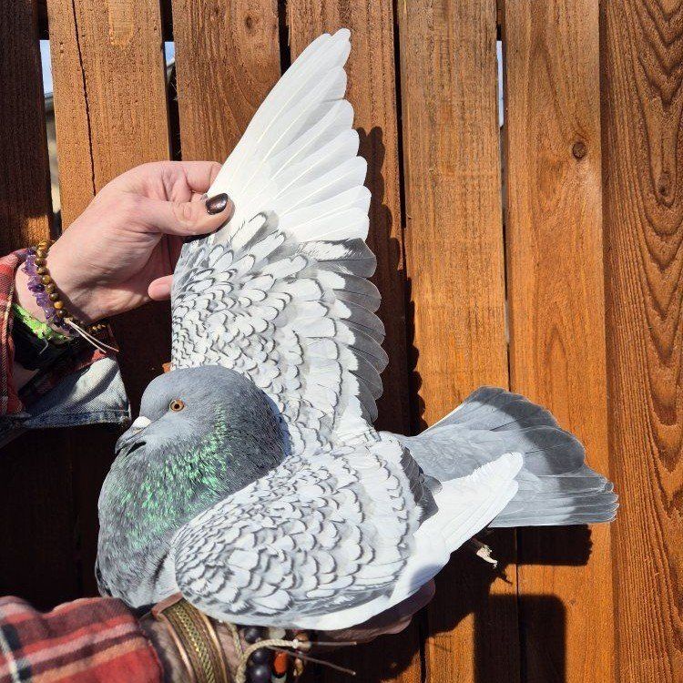 Male Polish Lynx Pigeon