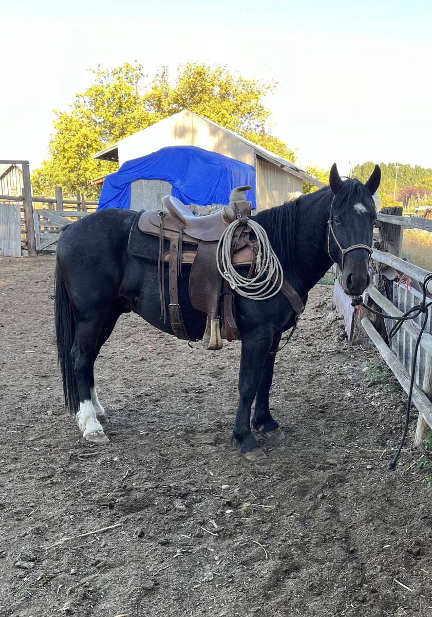 Gypsy Vanner/Quarter horse stud service
