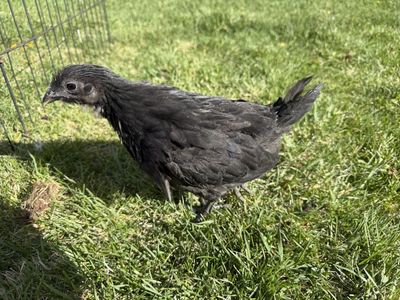 Mystic Onxy Pullet