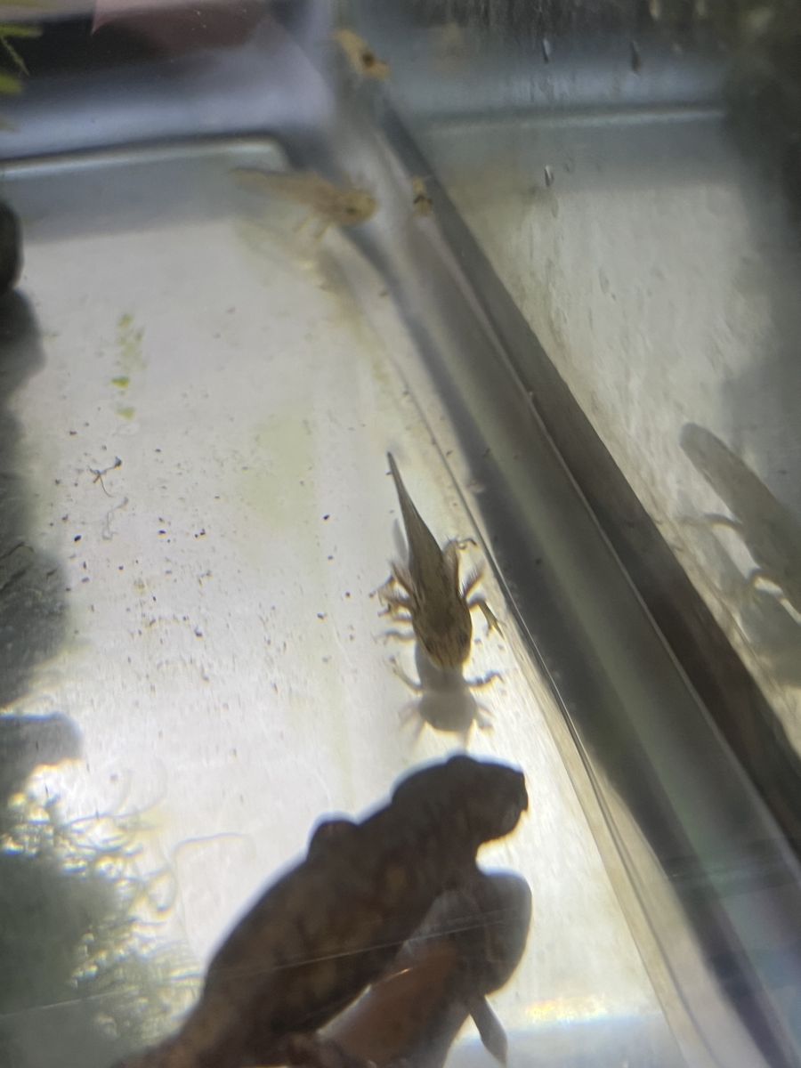 Alpine newt juveniles