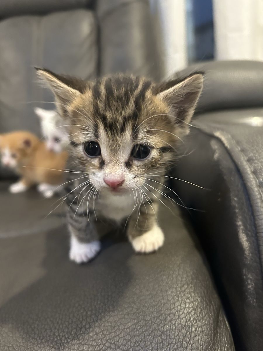 Adorable Domestic Kittens Available for Adoption