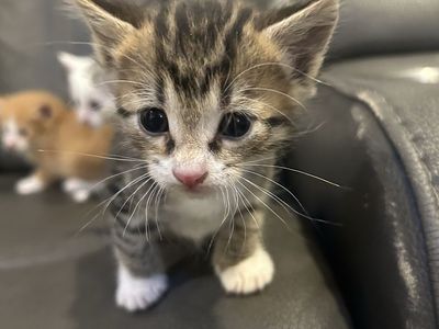 Adorable Domestic Kittens Available for Adoption