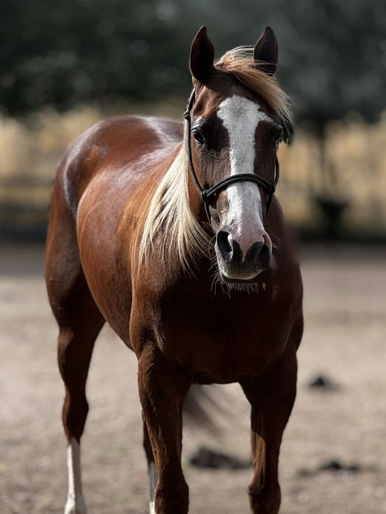 All Around Mare