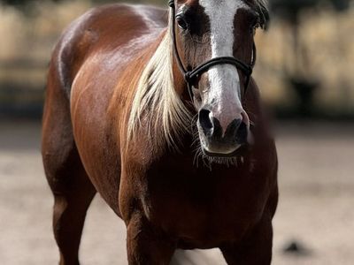 All Around Mare