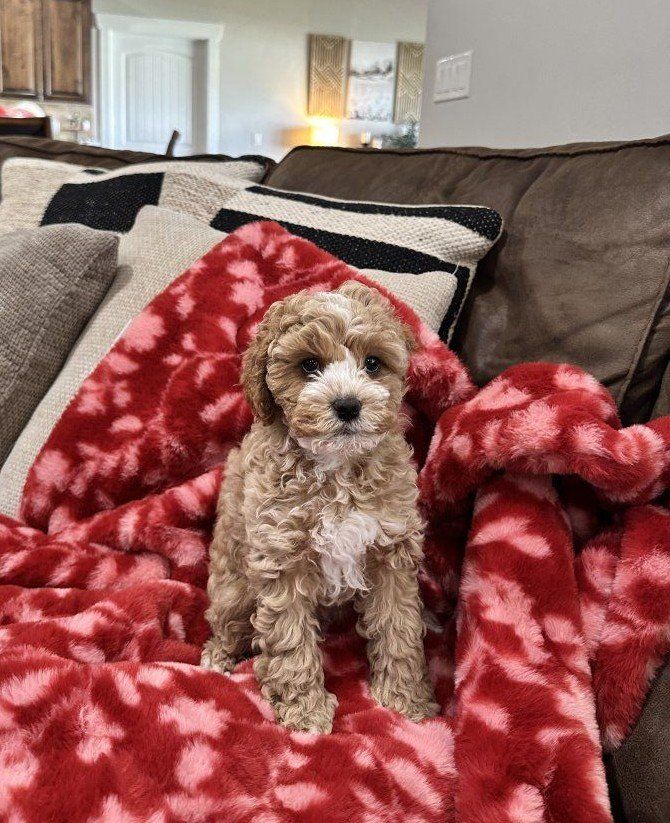 ADORABLE CAVAPOO PUPPIES
