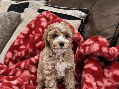 ADORABLE CAVAPOO PUPPIES
