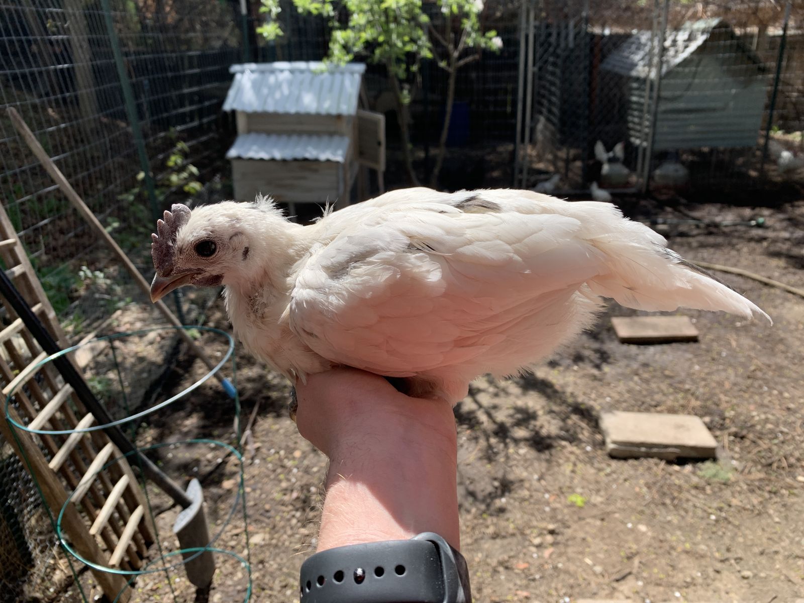Coop Ready Zombie Cockerel Chick 6 Weeks