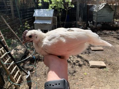 Coop Ready Zombie Cockerel Chick 6 Weeks