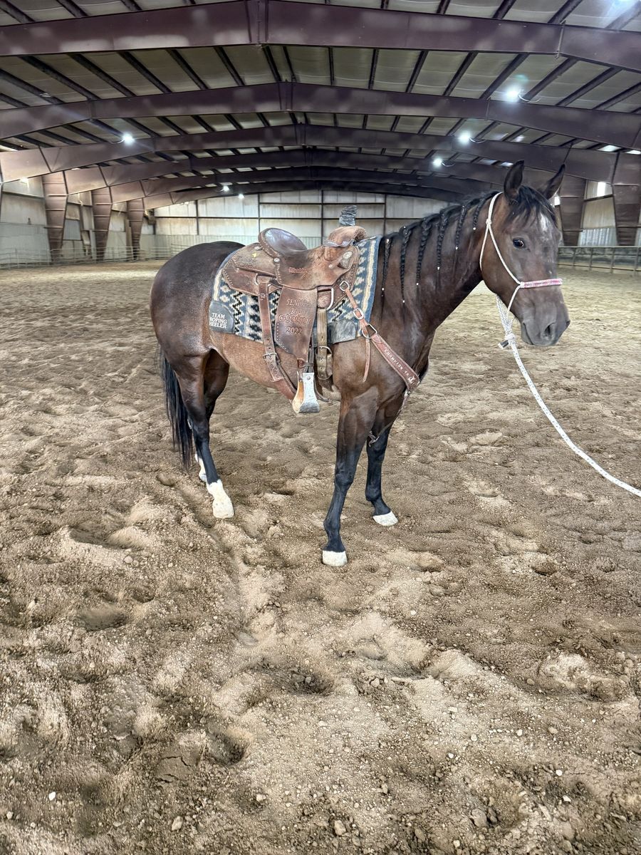 2022 model heel horse gelding