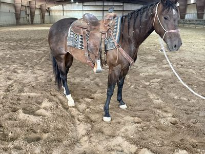 2022 model heel horse gelding