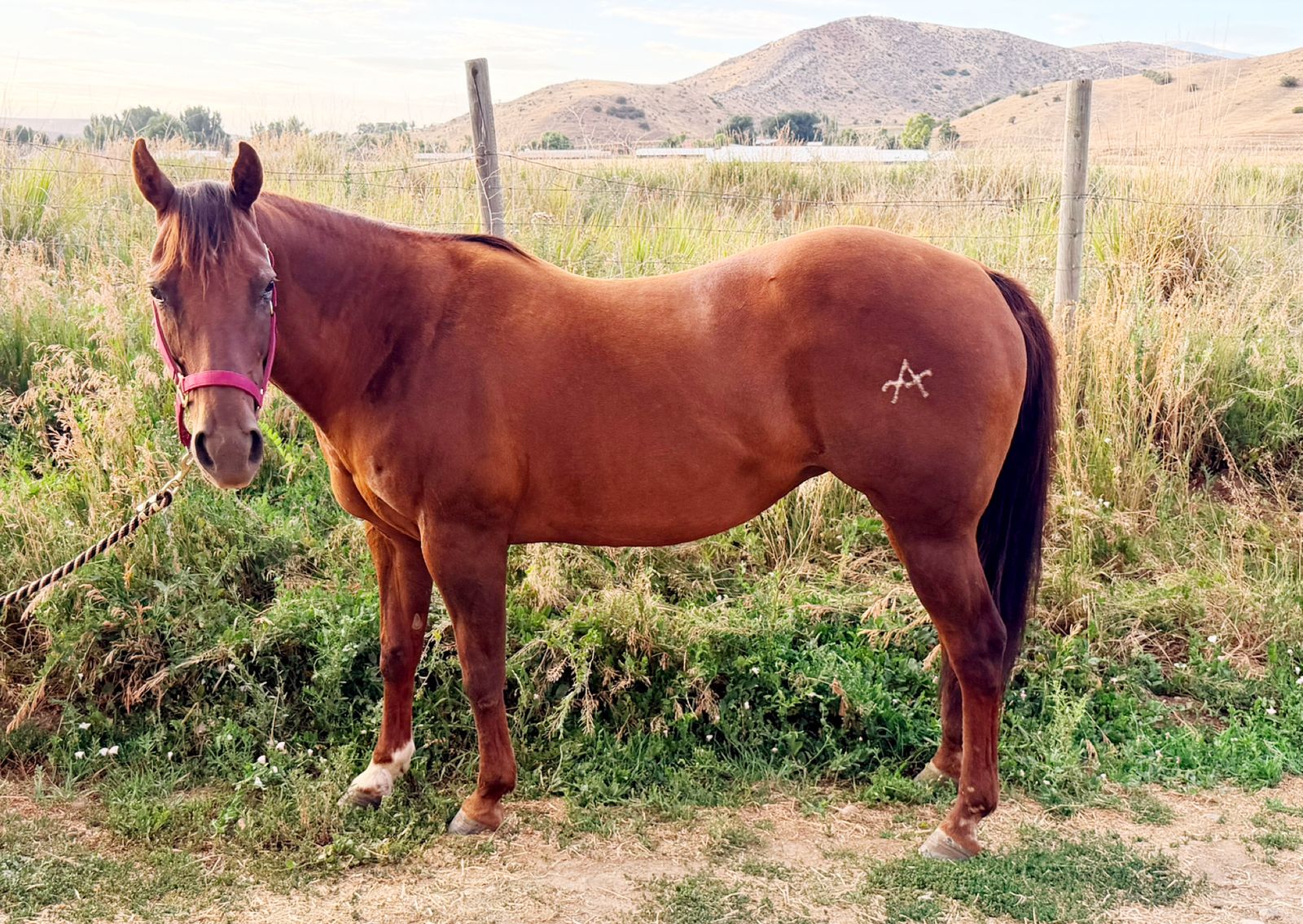 19 year old AQHA Mare