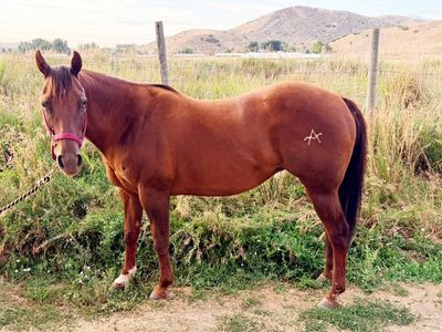 19 year old AQHA Mare