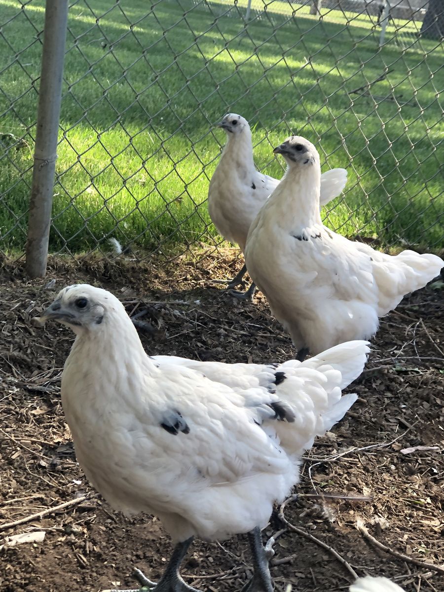 Zombie chicken pullets